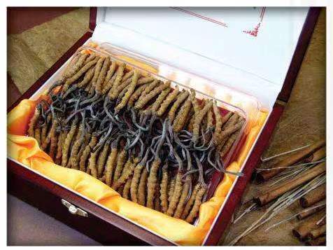 熊口管理区冬虫夏草回收